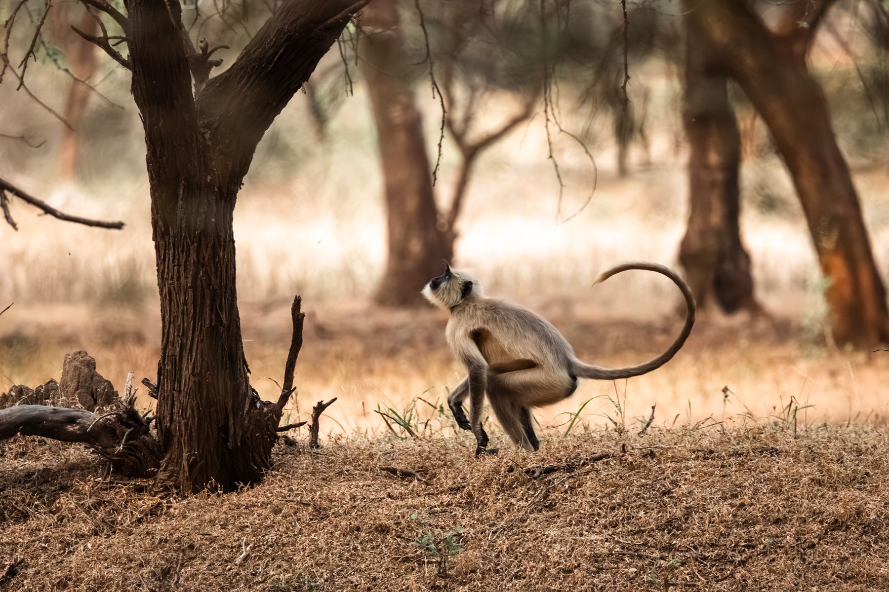 Langur In Woodland Preparing to Jump